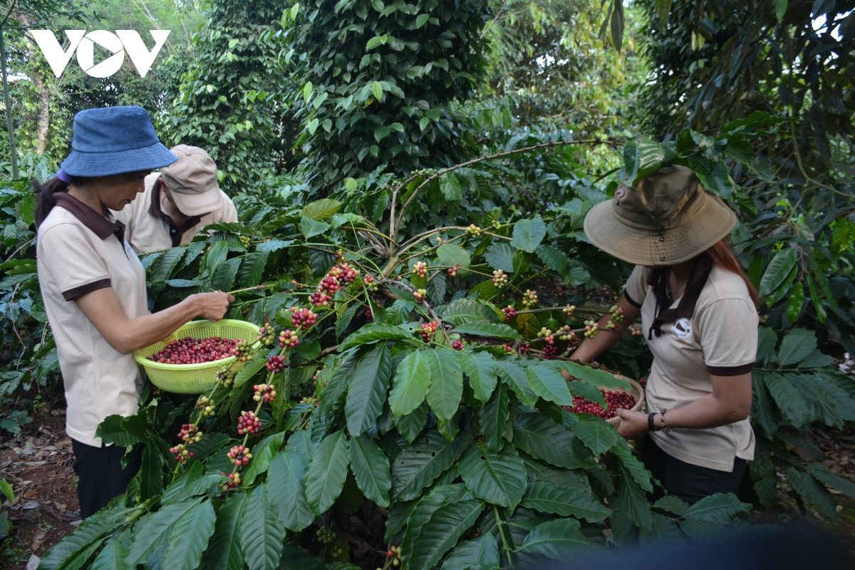 Sản lượng cà phê xuất khẩu của Đắk Lắk cao nhất từ trước đến nay